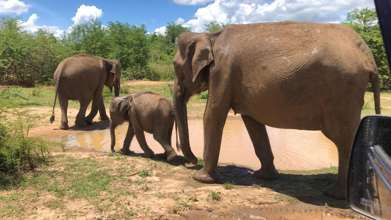 Wild Safari Clay House Hotel Udawalawe Exterior foto